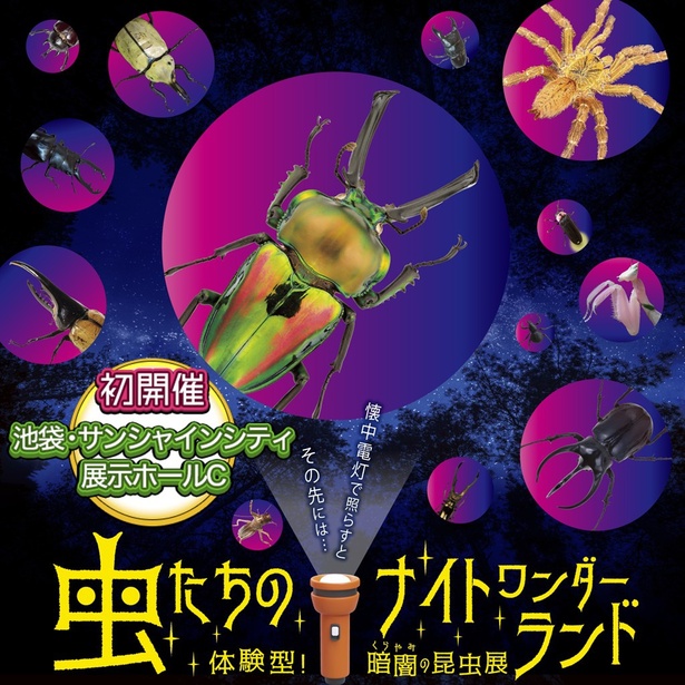 懐中電灯を片手に探険！「虫たちのナイトワンダーランド」