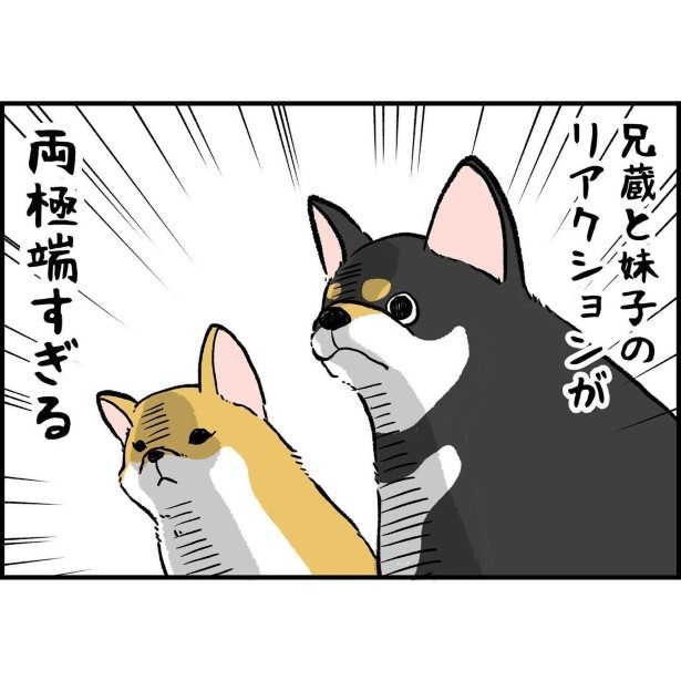 リアクションが反対すぎる柴犬兄弟_3