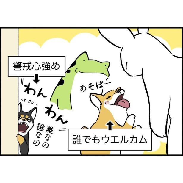 リアクションが反対すぎる柴犬兄弟_4