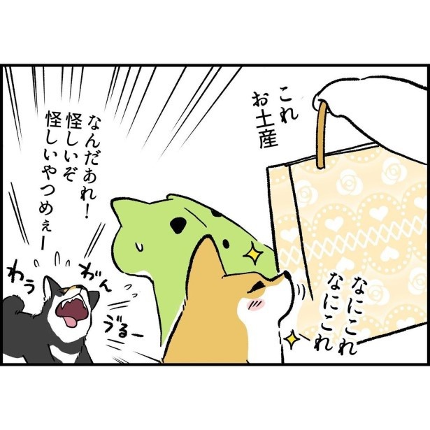 リアクションが反対すぎる柴犬兄弟_5