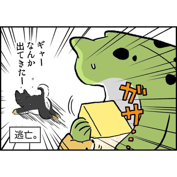 リアクションが反対すぎる柴犬兄弟_6