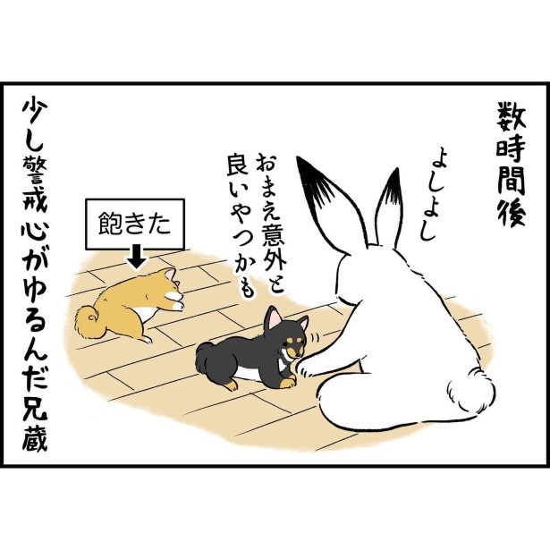 リアクションが反対すぎる柴犬兄弟_7