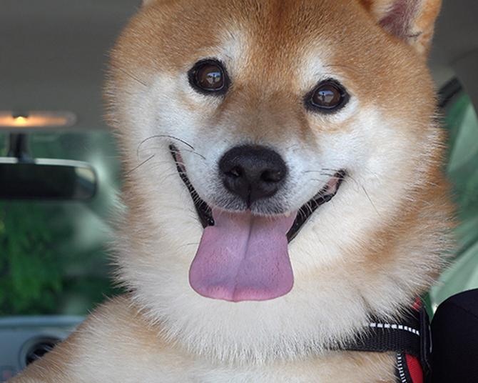 柴犬・はちくん、大好きな公園へお散歩に行ったけど、暑さでバテて最後は抱っこに!?