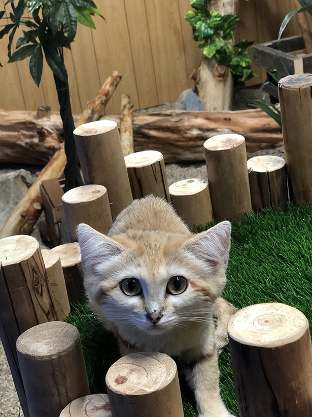 どうぶつ王国には珍しい動物がいっぱい！