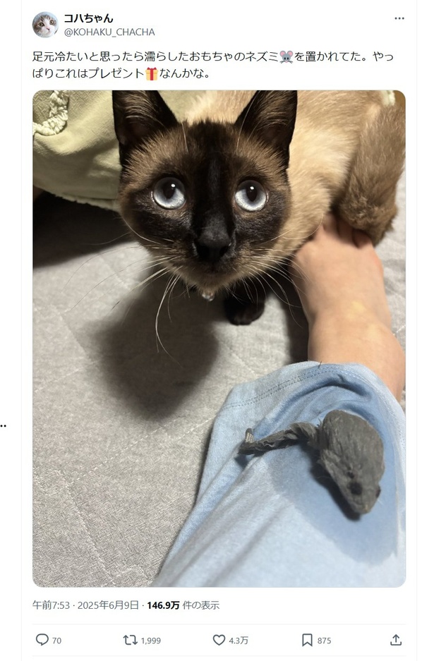 おこげちゃんからのプレゼントはまさかの…▶濡れたネズミのおもちゃが足の上に！？※おもちゃです（⇒次へ） コハちゃん@KOHAKU_CHACHAさんのXより