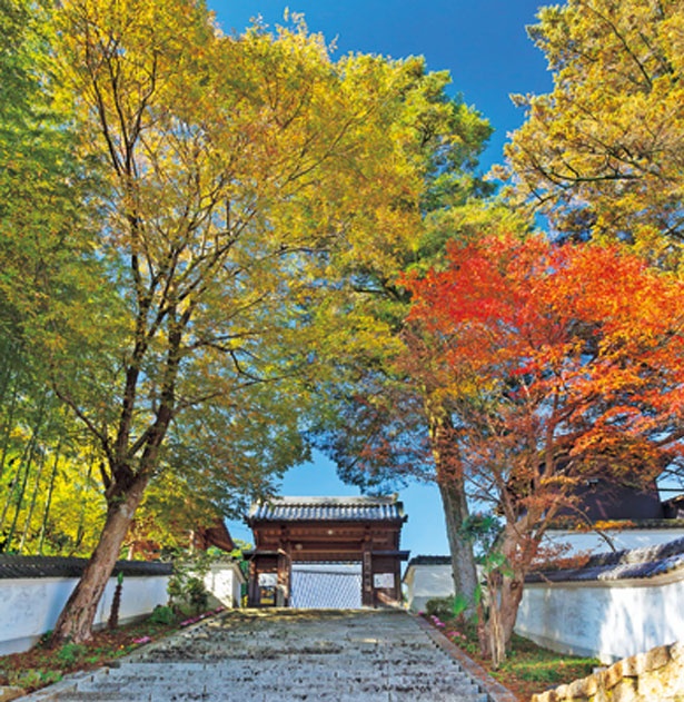 参道を紅葉のトンネルのように彩る/見樹寺