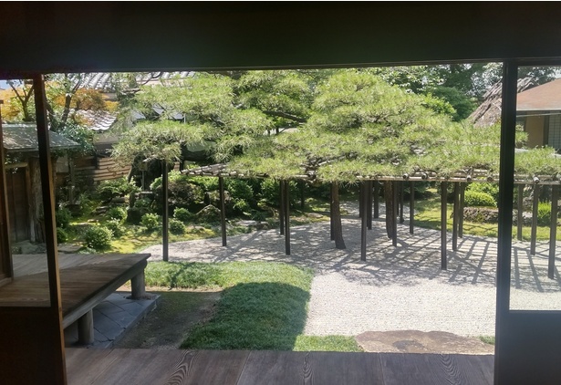 臥龍松の庭の右側に見えるのは茶屋 