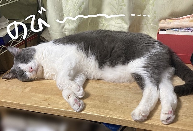 実際に長くなっているポッちゃん