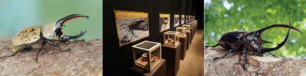 体感するファーブル昆虫展 2025 in 横浜赤レンガ倉庫(横浜赤レンガ倉庫1号館2Fスペース)