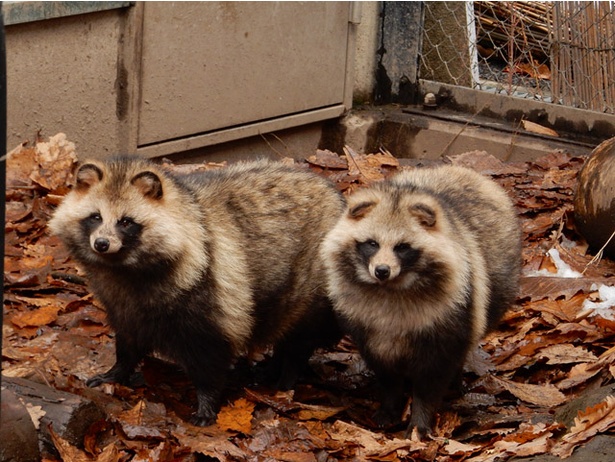 旭山動物園/冬の寒さに備え、秋に蓄えた皮下脂肪でまるまると太り、毛もふかふかになるエゾタヌキ