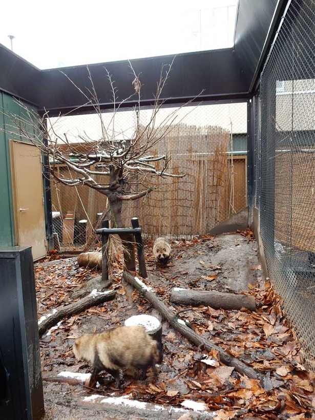 旭山動物園/生息環境を再現しているエゾタヌキの放飼場