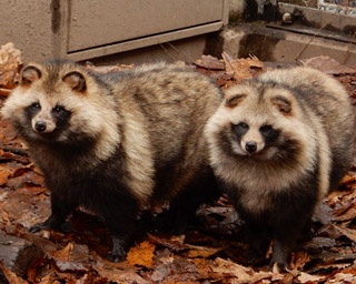 比べてみると面白い、旭山動物園の在来種と外来種