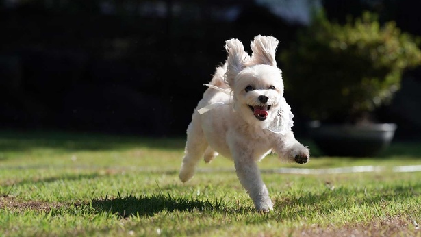 愛犬家のニーズも満たしてくれる