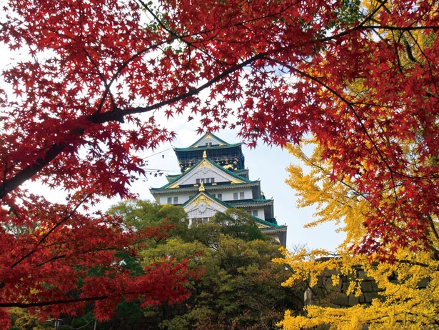 白い天守閣を背景に、赤く色付いた木々とのコントラストが美しい/大阪城公園
