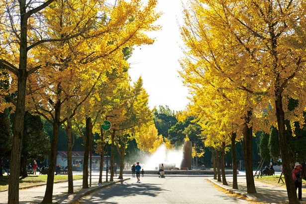 【写真を見る】黄金色に輝くイチョウ並木は、大阪城公園きっての見どころ/大阪城公園