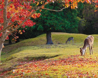 【紅葉ハイキング】シカも大仏も紅葉も！半日で全部楽しめる奈良のウォーキングコース