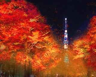 浅草で和の雰囲気が堪能できる、夜さくら紅葉のライトアップが開催
