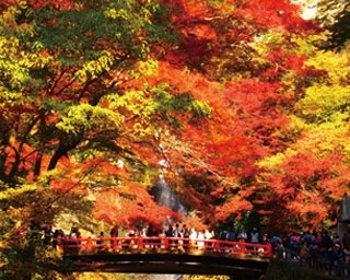 【紅葉ハイキング】滝までの道にも紅葉がいっぱい！「箕面大滝」の紅葉始まる
