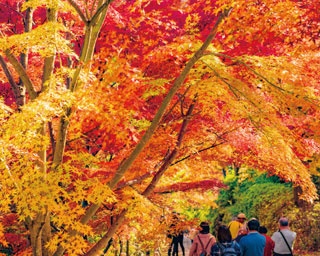 【紅葉ハイキング】スニーカーで登れる世界遺産！歴史散策にもおすすめな奈良「吉野山」