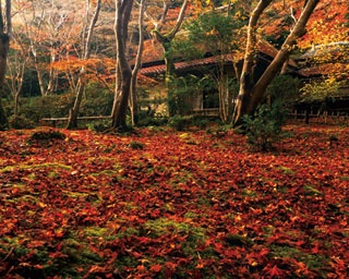 【紅葉ハイキング】“散りモミジ”を見逃すな！嵐山の紅葉は晩秋がねらい目