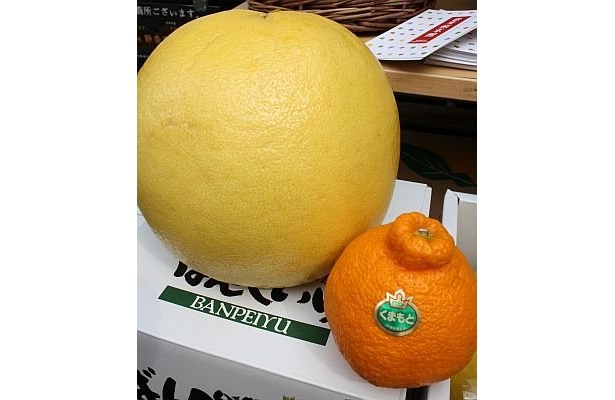 熊本からザボン類の中で世界一大きいか柑橘類と言われる｢晩白柚｣(2000円)。デコポンと比べてもこの大きさ！ 熟すまで観賞用として楽しむのだとか