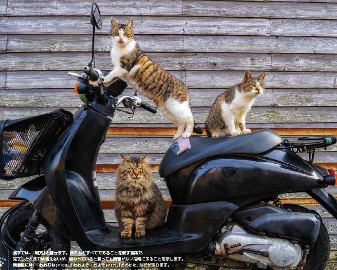 猫の写真で「副詞」をマスター！NSC(吉本総合芸能学院)“伝説の講師”が手掛けた、笑えて学べる写真大喜利とは!?