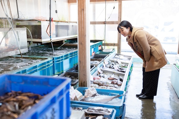 近隣漁港から直送された魚でいっぱいの水槽棟。どの魚も活きがいい