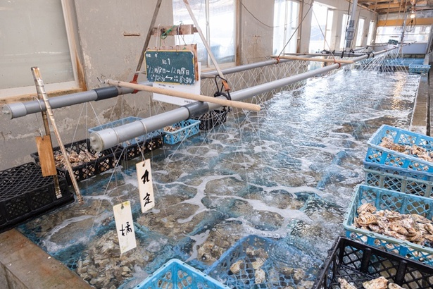 垂下式養殖法を確立し、全国に広めたカキ養殖のパイオニア「佐藤養殖場」で生産