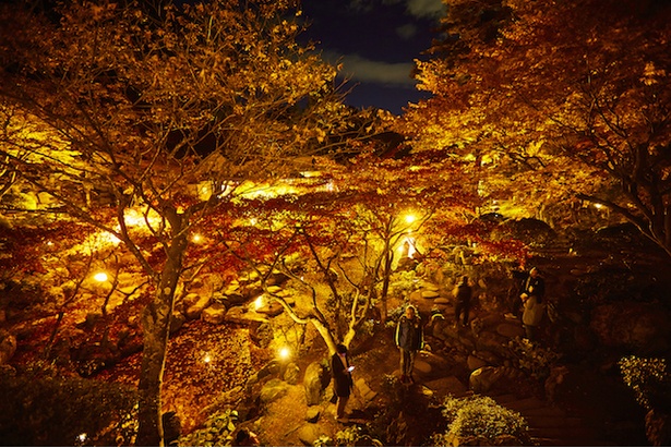 紅葉が最盛期を迎えた「徳明園」