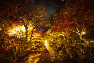 朱色や黄金色の紅葉が絶景！ライトアップで幻想的な姿を見せる徳明園  