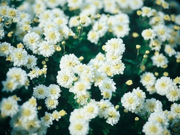 熊本県不知火地方以外では育たない幻の植物「不知火菊(しらぬいぎく)」