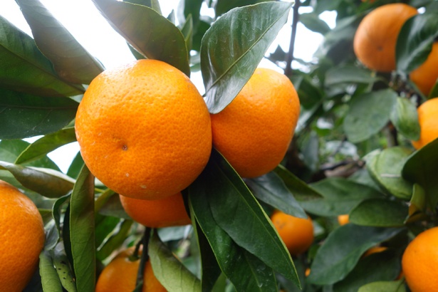 11～12月はみかん収穫の最盛期。畑には濃いオレンジのみずみずしいみかんがズラリ