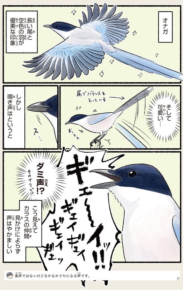 オナガ （C）piro piro piccolo／KADOKAWA