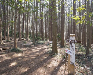 【今が旬！紅葉山歩き】里山景色にほっこり。埼玉・小川町の官ノ倉山ハイキング