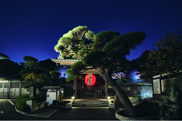 境内がライトアップされた長谷寺