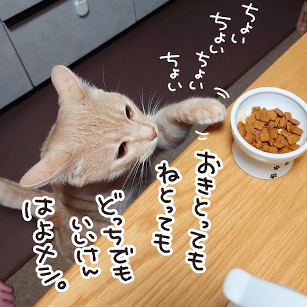 ごはんをあげたのは…!?(5)