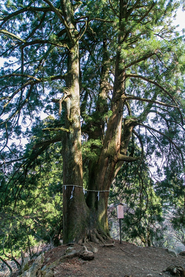 十六丁目追分から大山阿夫利神社へ行く間の8丁目付近にある「夫婦杉」は、樹齢約600年。二股に分かれた独特の形が印象的