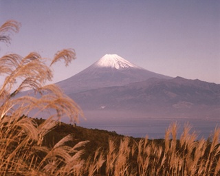 【今が旬！紅葉山歩き】「伊豆三絶」極みの美。ススキ越しに見る富士山は格別！静岡・達磨山おすすめコース