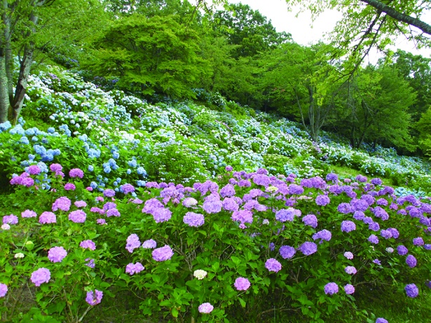 蓑山山頂にある美の山公園は、四季の花を楽しめる。アジサイの季節には、12,000平方メートルに約4500株のアジサイが咲く