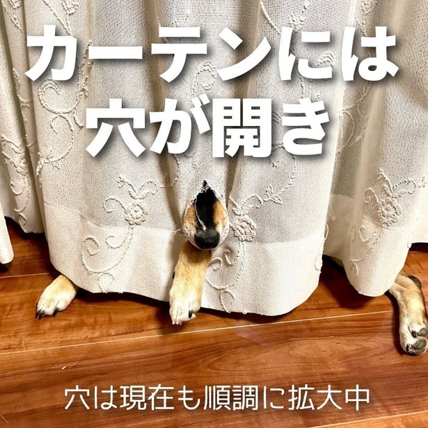4月8日は柴の日2 ユウコトリトリ(@yuko_toritori)