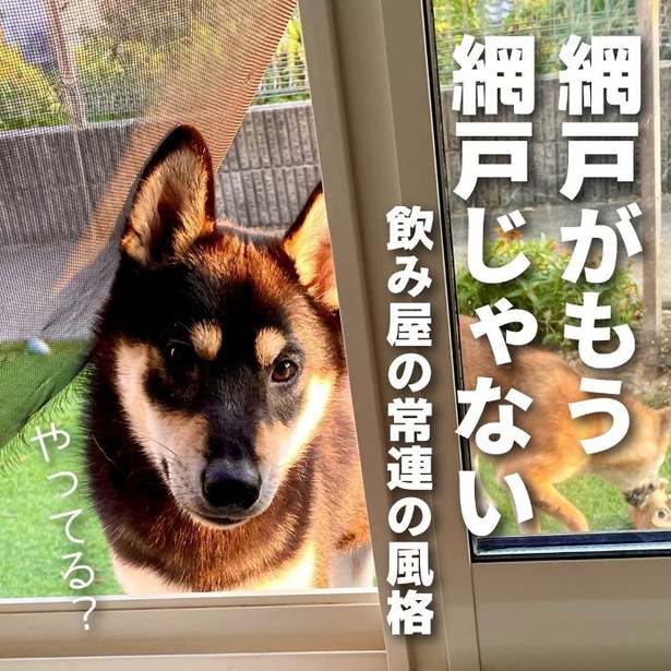 これが大反響の網戸と柴犬の写真。網戸がもう網戸ではなく、もはや飲み屋の暖簾… ユウコトリトリ(@yuko_toritori)