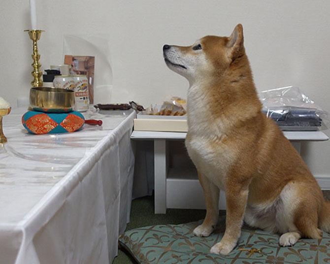 柴犬・はちくんが初盆の夜に不思議体験!? なぜか、おじいちゃんの仏壇をじっと見つめて…
