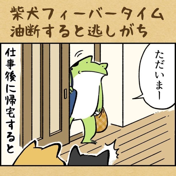 柴犬フィーバータイム油断すると逃しがち_1