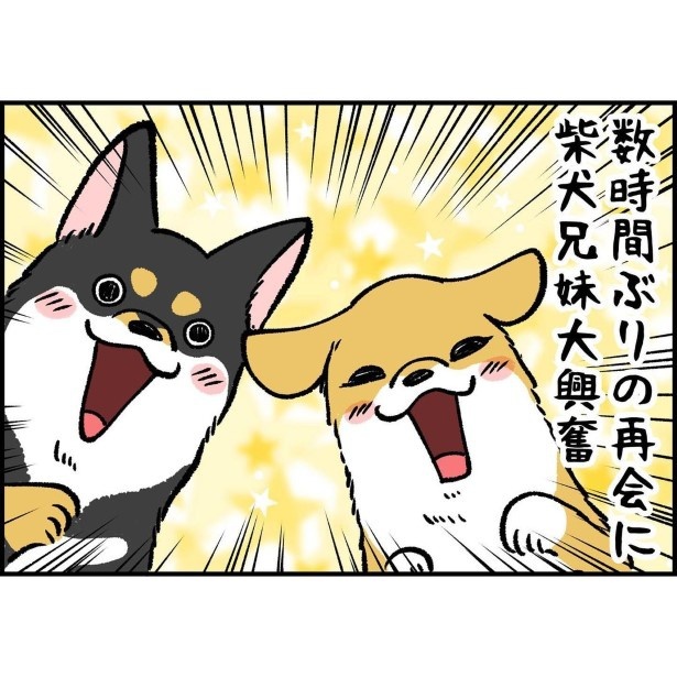 柴犬フィーバータイム油断すると逃しがち_2