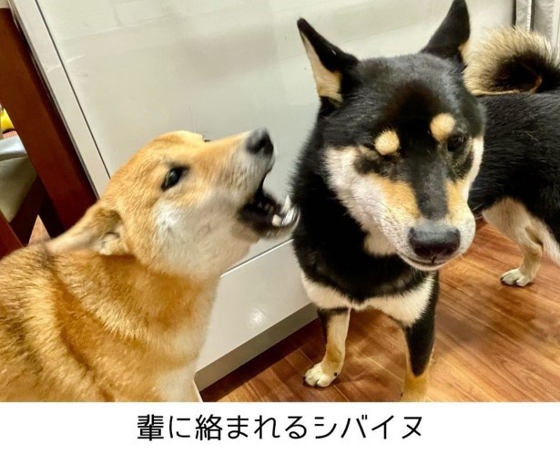 柴犬兄弟のケンカが多い問題を相談した結果P08
