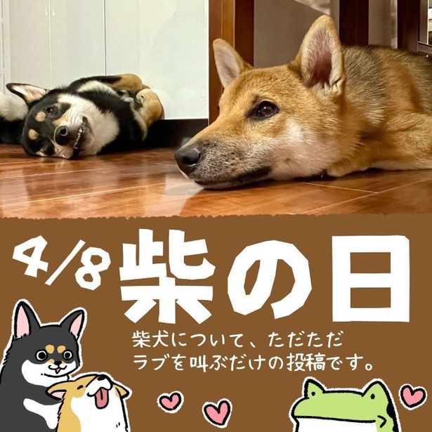 4月8日は柴の日1