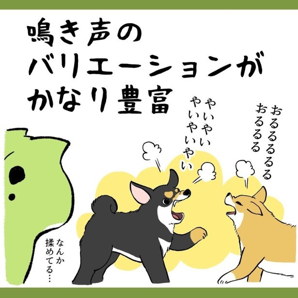 柴犬姉弟が家族になって初めて知ったこと4