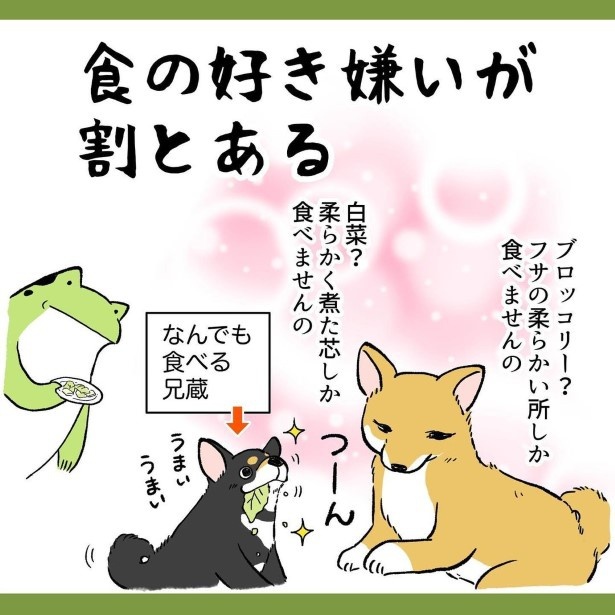 柴犬姉弟が家族になって初めて知ったこと6