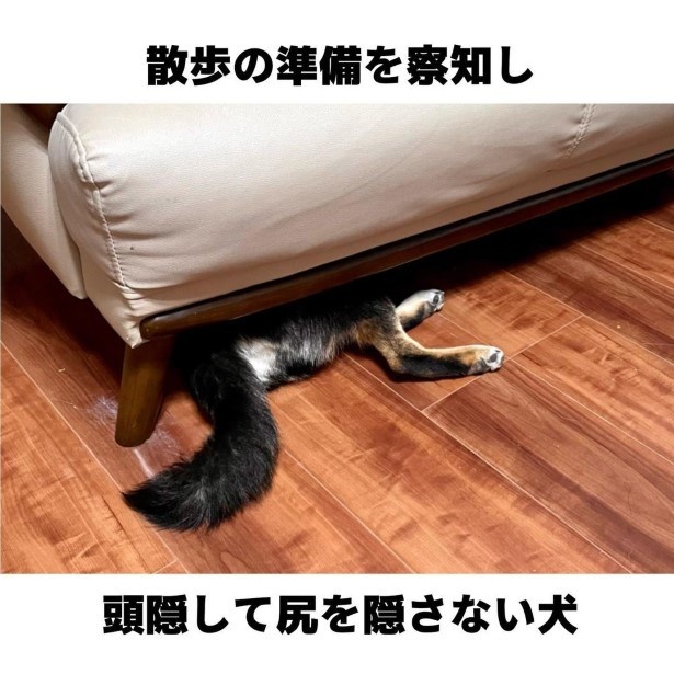 柴犬姉弟が家族になって初めて知ったこと8