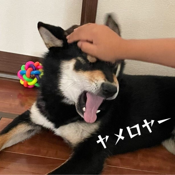 犬が家族になってから4_P010